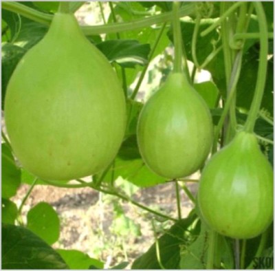 HY.  BOTTLE GOURD SRIMUKHI